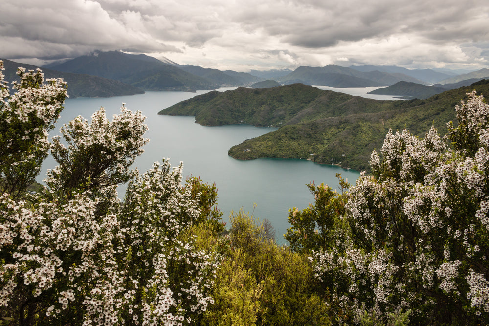 The History & Story Behind Manuka Honey