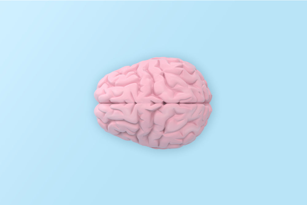 The Pituitary Gland: Its Function, Hormones & Importance to the Menopause