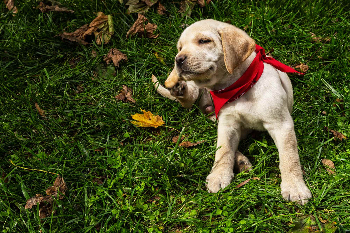 IS MY DOG ITCHY?