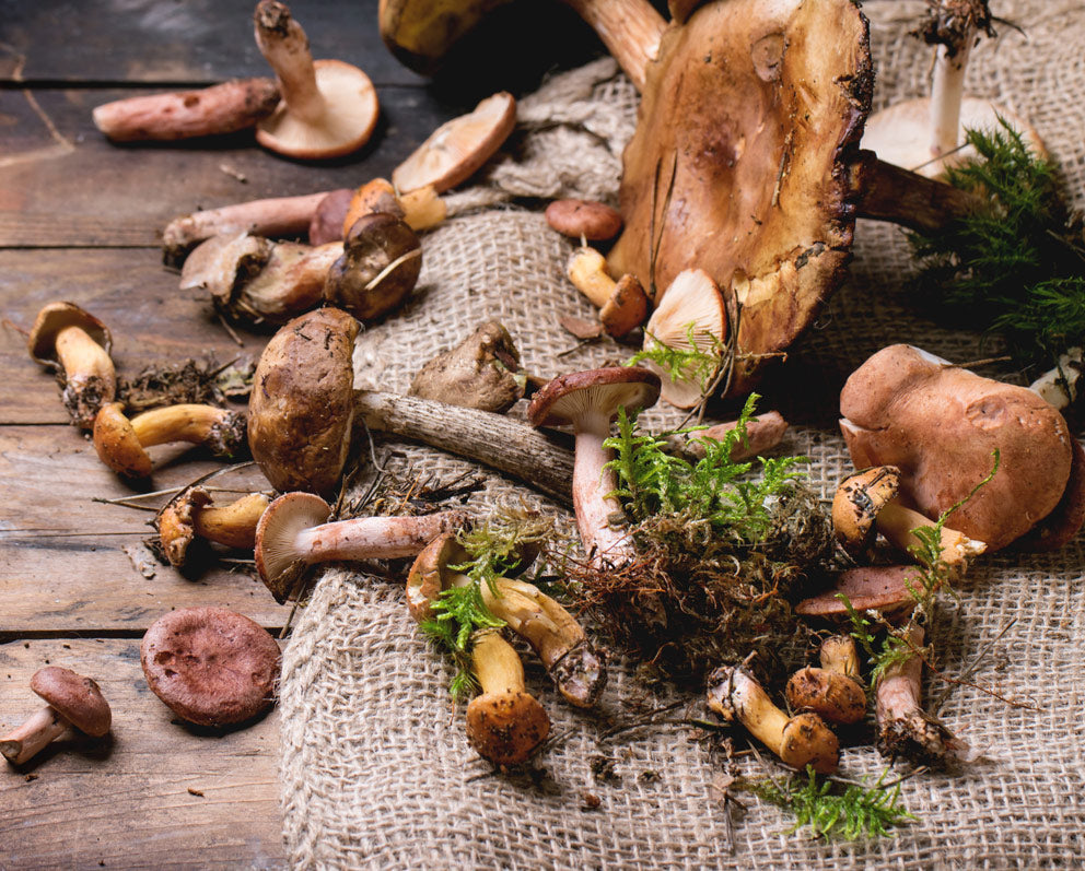 Why You Should Eat Medicinal Mushrooms!